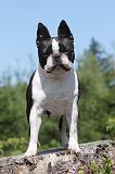 BOSTON TERRIER 006
